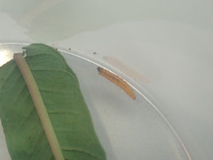 Mompha raschkiella