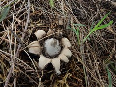Geastrum saccatum