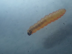 Mompha raschkiella
