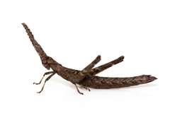 Vandiemenella viatica