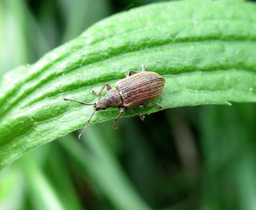Common Leaf Weevil