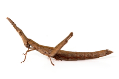 Vandiemenella viatica