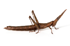 Vandiemenella viatica