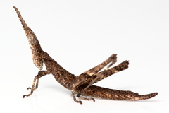 Vandiemenella viatica