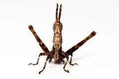 Vandiemenella viatica