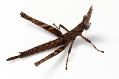 Vandiemenella viatica