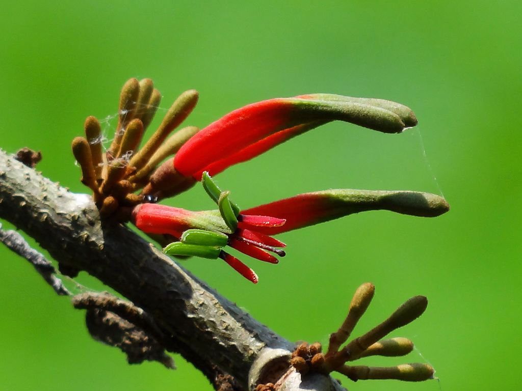 Taxillus liquidambaricola (Taxillus liquidambaricola)
