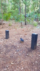 Strepera versicolor plumbea