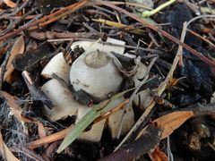 Geastrum saccatum
