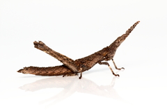 Vandiemenella viatica