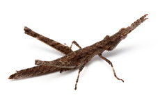 Vandiemenella viatica