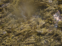 Xiphophora chondrophylla