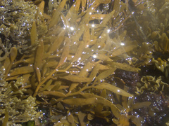 Carpophyllum angustifolium