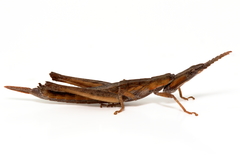 Vandiemenella viatica