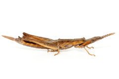 Vandiemenella viatica