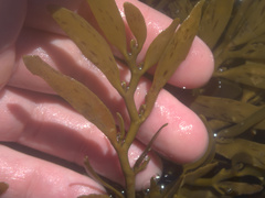 Carpophyllum angustifolium