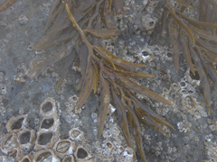 Carpophyllum angustifolium