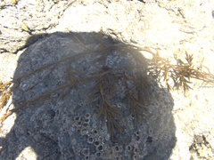 Carpophyllum angustifolium