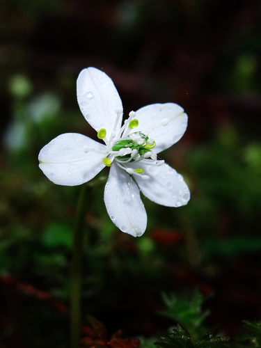 Image of Coptis Morii (Coptis morii) by no rights reserved