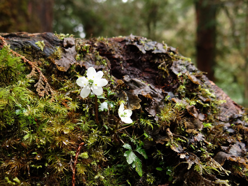 Image of Coptis Morii (Coptis morii) by no rights reserved