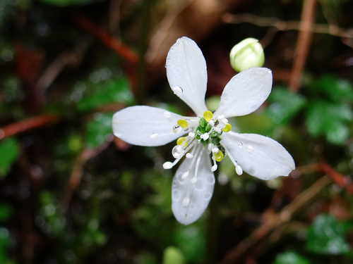Image of Coptis Morii (Coptis morii) by no rights reserved
