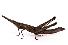 Vandiemenella viatica