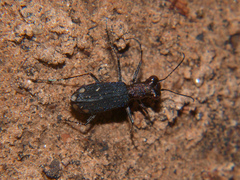 Prothymidia angusticollis