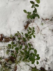 Vaccinium vitis-idaea