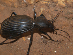 Tefflus zebulianus