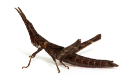 Vandiemenella viatica