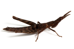 Vandiemenella viatica