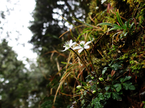 Image of Coptis Morii (Coptis morii) by no rights reserved