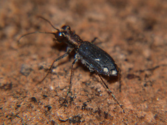 Prothymidia angusticollis