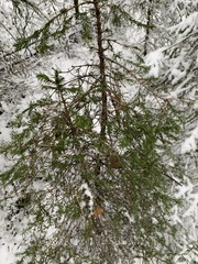 Picea obovata