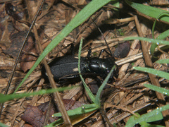 Megacephala asperata