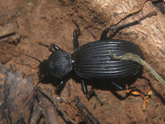 Tefflus zebulianus