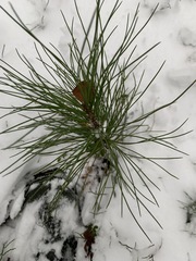 Pinus sibirica