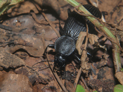 Tefflus zebulianus