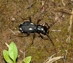 Megacephala asperata