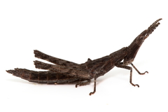 Vandiemenella viatica