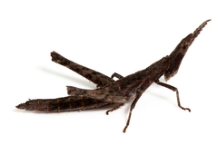 Vandiemenella viatica