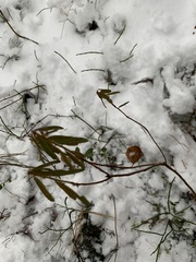 Rhododendron tomentosum