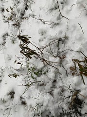 Rhododendron tomentosum