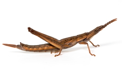 Vandiemenella viatica