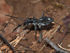 Dromica marshalli