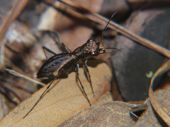 Dromica gracilis