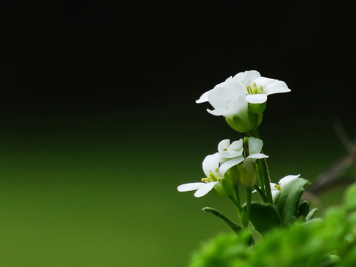 Arabis stelleri, photograph 4