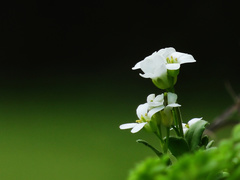 Arabis stelleri