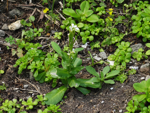 Arabis stelleri, photograph 5