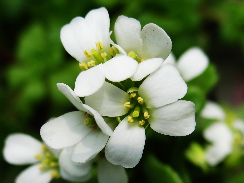 Arabis stelleri